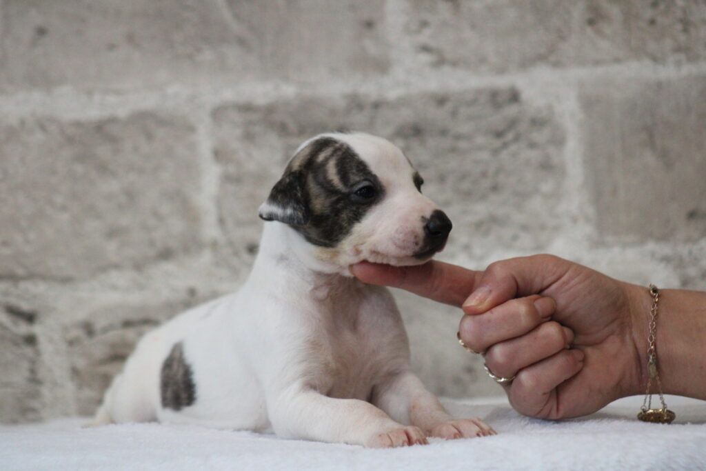 Des Alizes De Maelynn - Chiot disponible  - Whippet