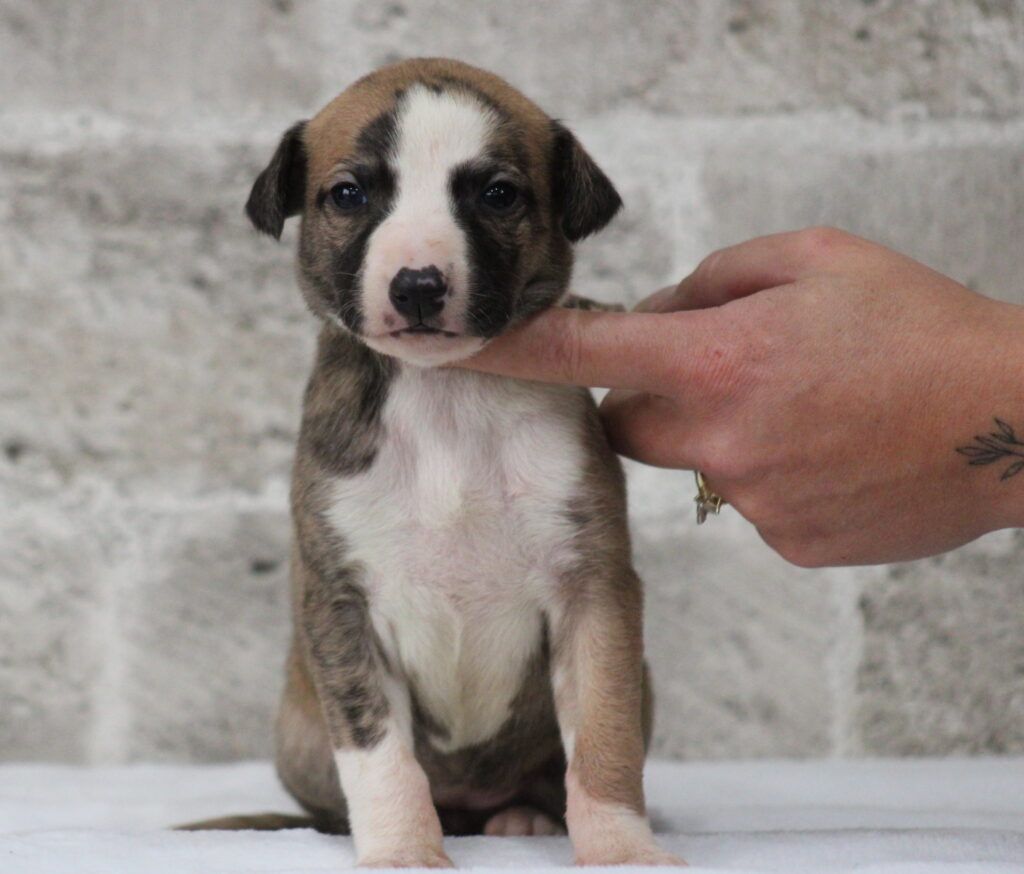 Des Alizes De Maelynn - Chiot disponible  - Whippet