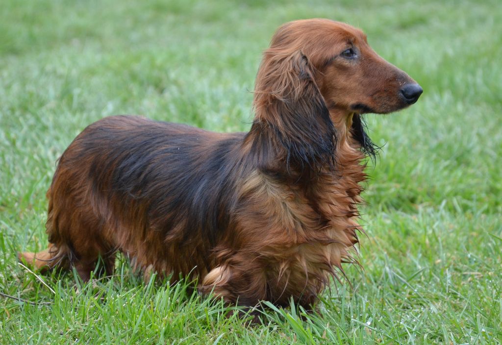 Timeless lady buddy Du cap des embruns
