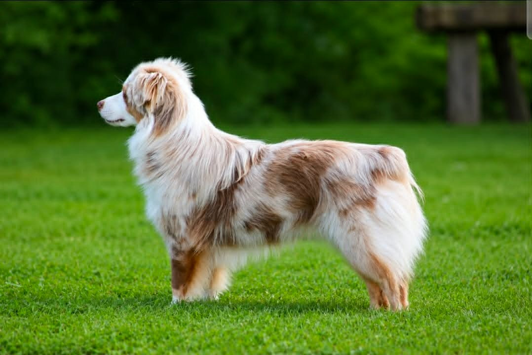 United states indiana Des Alizes De Maelynn