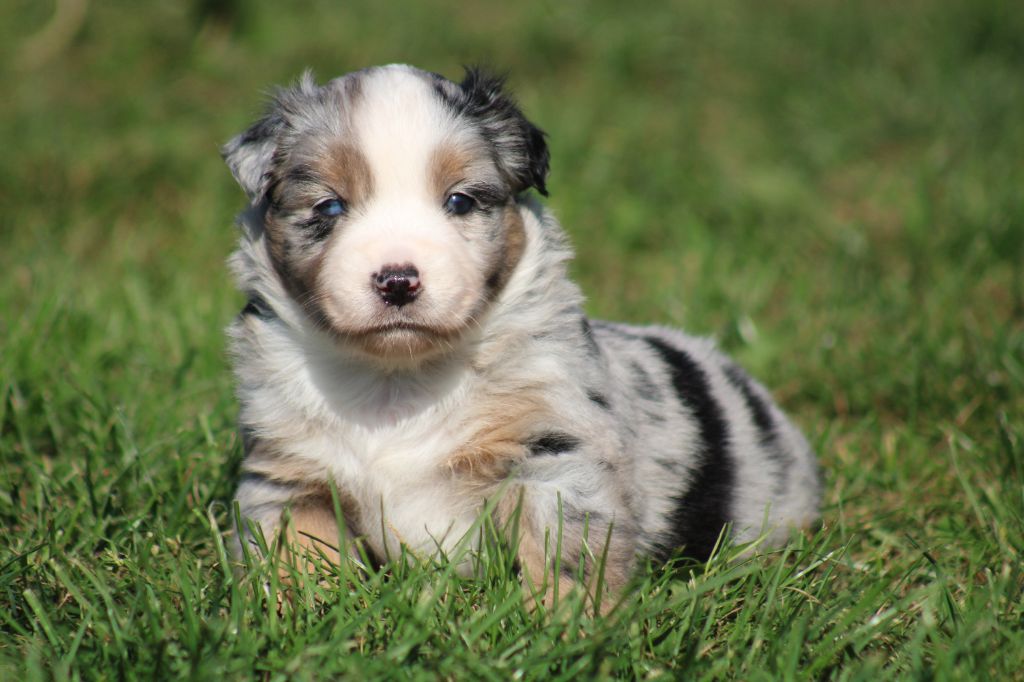 Des Alizes De Maelynn - Chiots disponibles - Berger Américain Miniature 