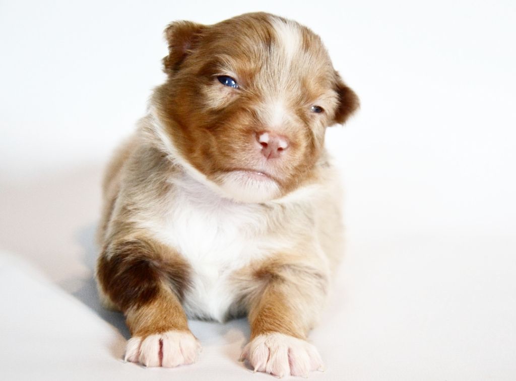 Des Alizes De Maelynn - Chiots disponibles - Berger Américain Miniature 