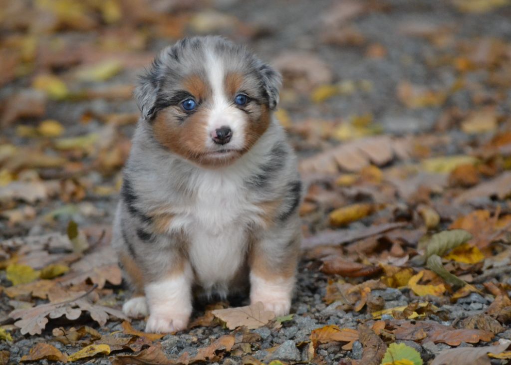 Des Alizes De Maelynn - Chiots disponibles - Berger Américain Miniature 