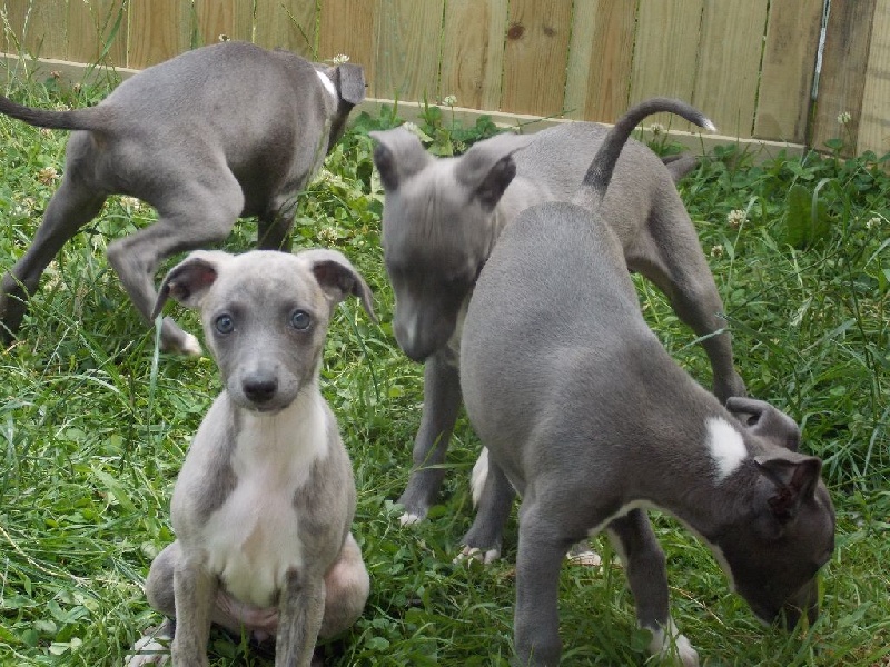 Des Alizes De Maelynn - Whippet - Portée née le 07/05/2016