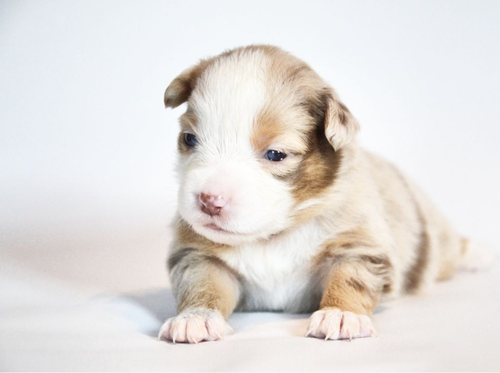Des Alizes De Maelynn - Chiots disponibles - Berger Américain Miniature 