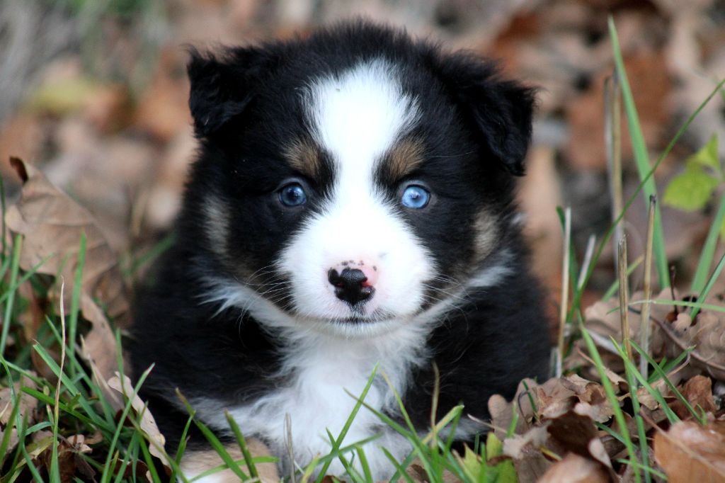 Des Alizes De Maelynn - Chiots disponibles - Berger Américain Miniature 