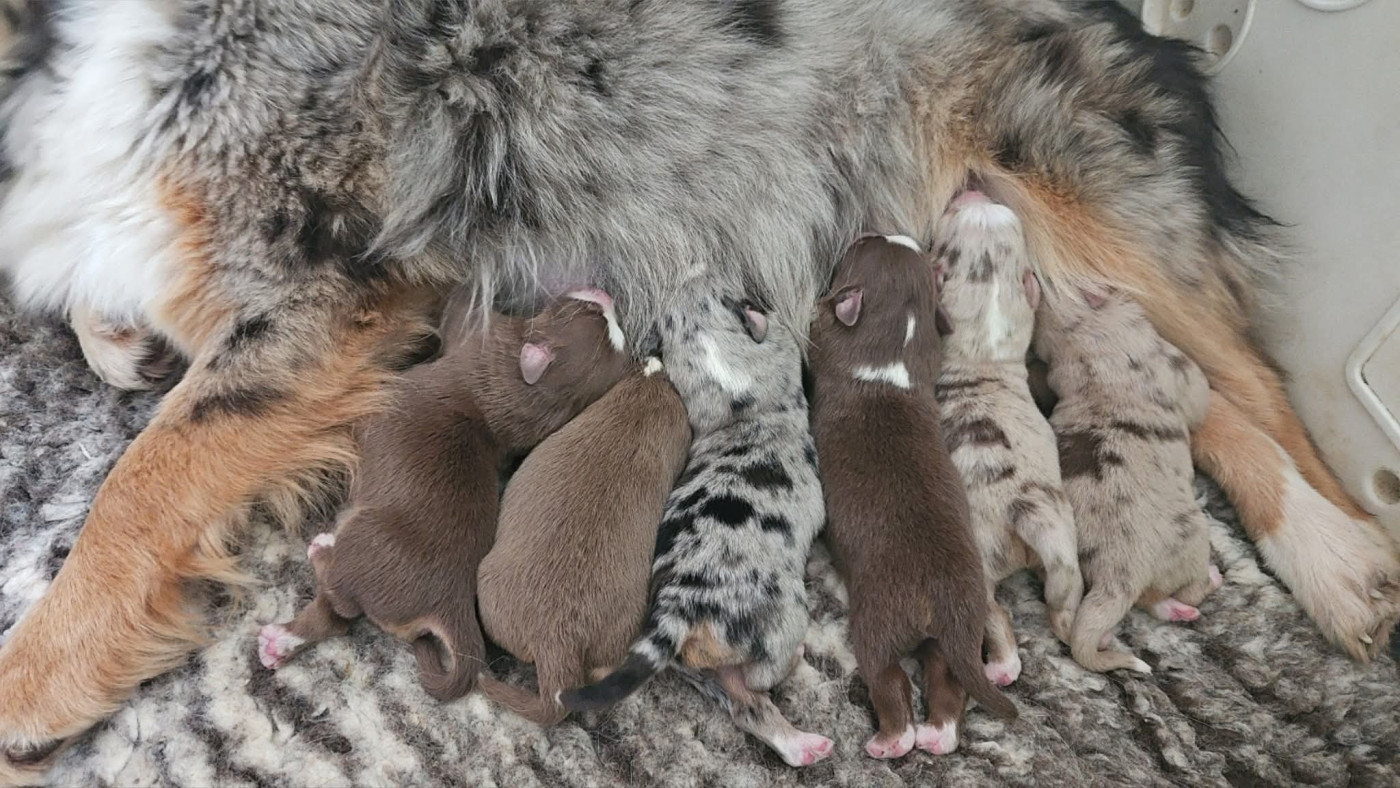 Chiot Berger Américain Miniature  Des Alizes De Maelynn