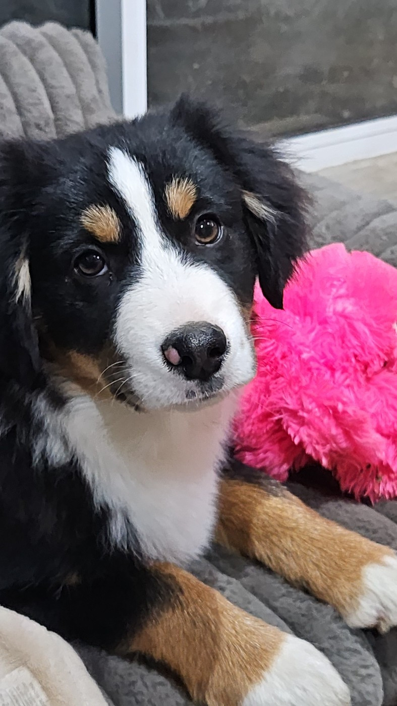 Des Alizes De Maelynn - Chiots disponibles - Berger Américain Miniature 