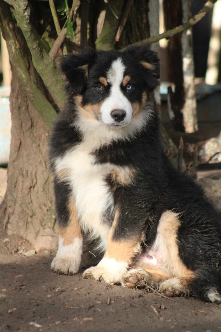 Des Alizes De Maelynn - Chiots disponibles - Berger Américain Miniature 