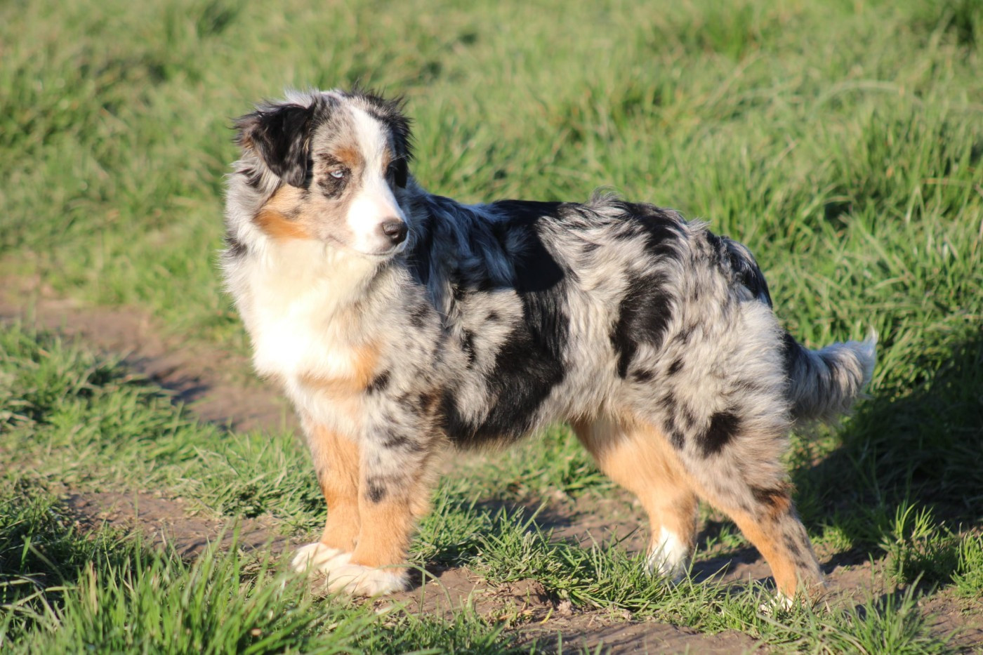 Des Alizes De Maelynn - Chiots disponibles - Berger Américain Miniature 