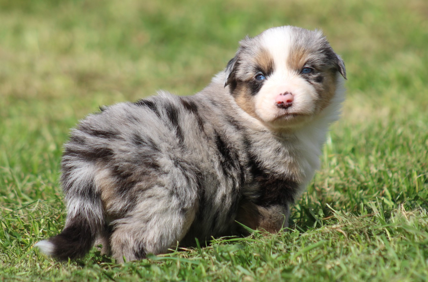 Des Alizes De Maelynn - Chiots disponibles - Berger Américain Miniature 