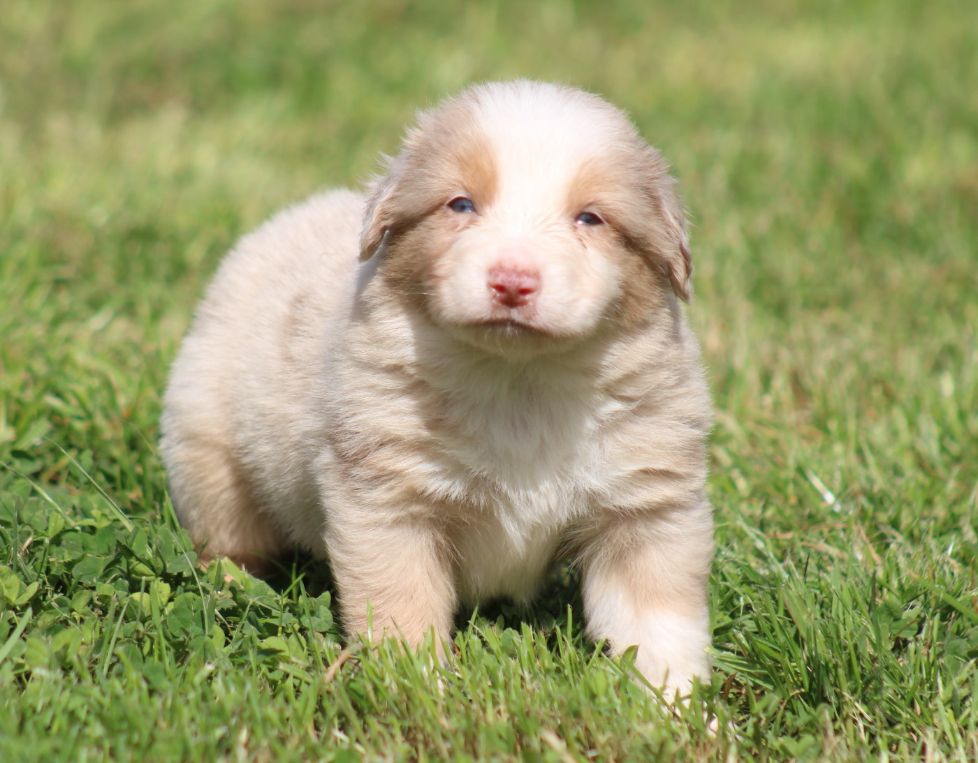 Des Alizes De Maelynn - Chiots disponibles - Berger Américain Miniature 