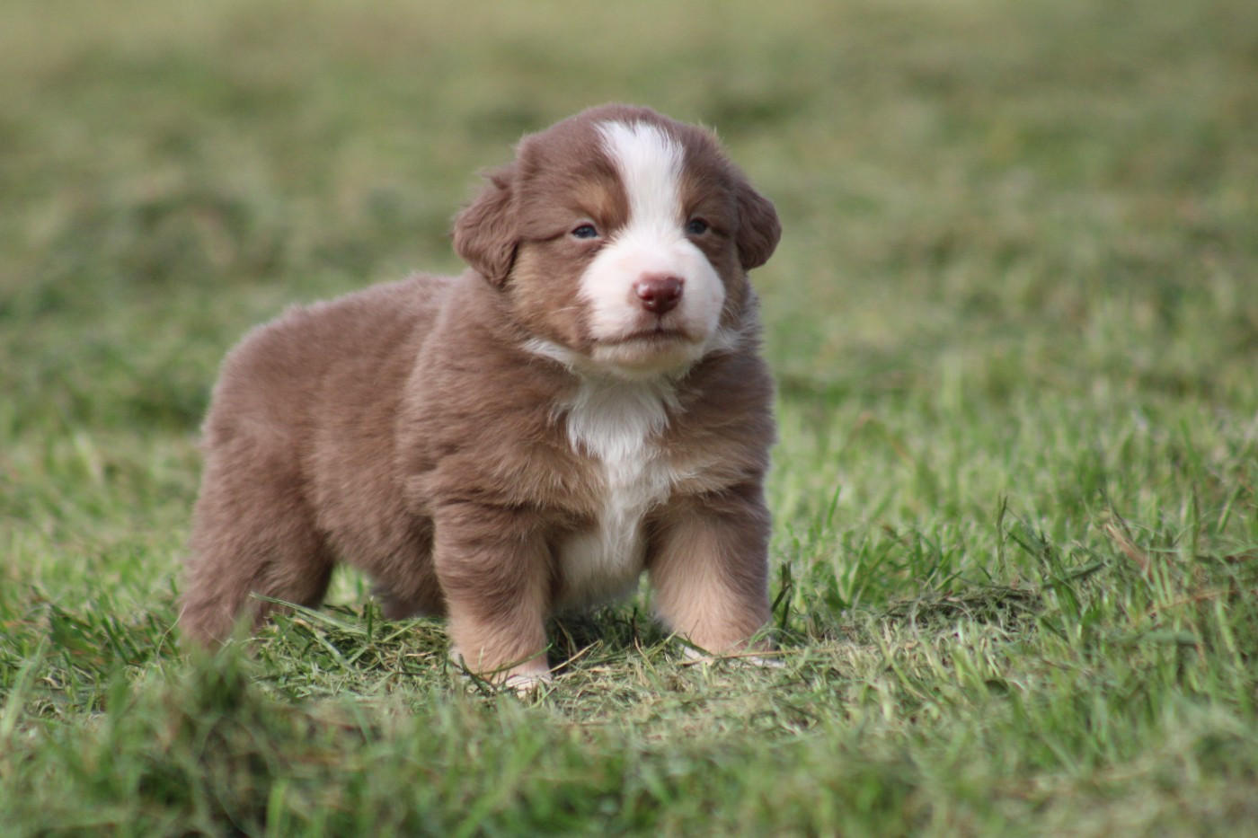 Des Alizes De Maelynn - Chiots disponibles - Berger Américain Miniature 