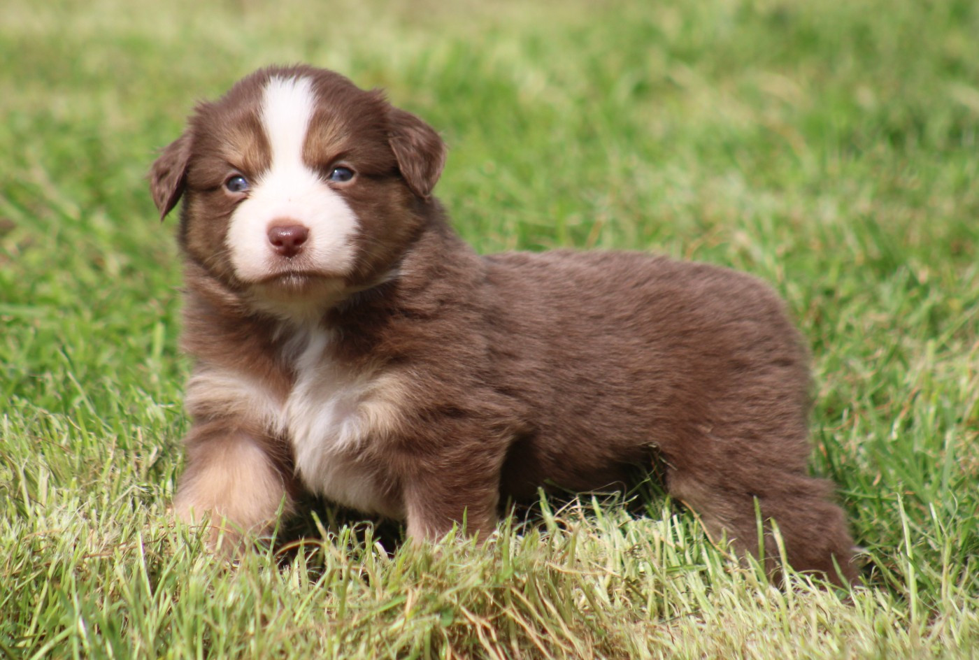 Des Alizes De Maelynn - Chiots disponibles - Berger Américain Miniature 