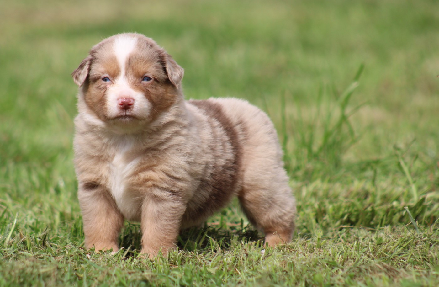 Des Alizes De Maelynn - Chiots disponibles - Berger Américain Miniature 