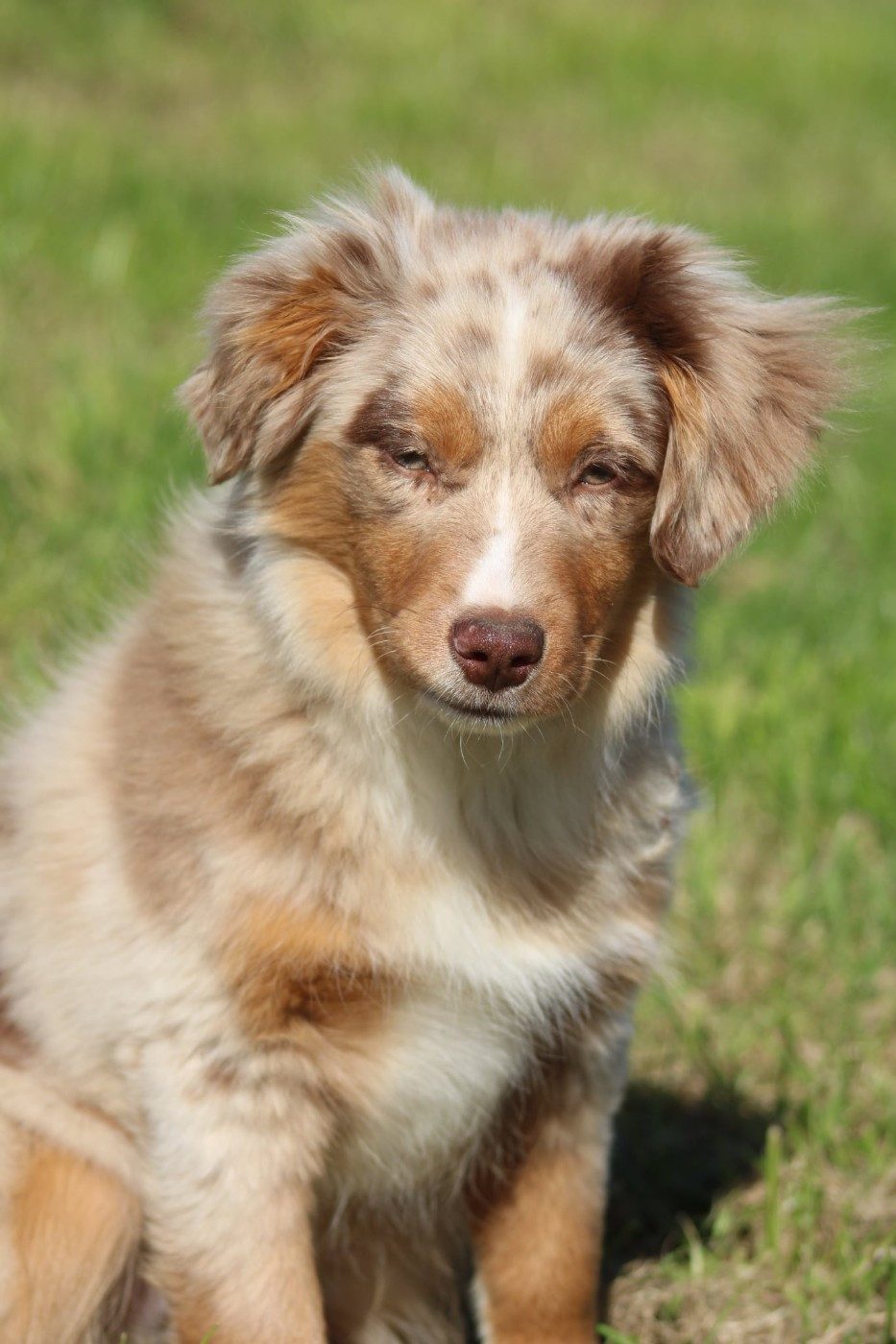 Des Alizes De Maelynn - Chiots disponibles - Berger Américain Miniature 