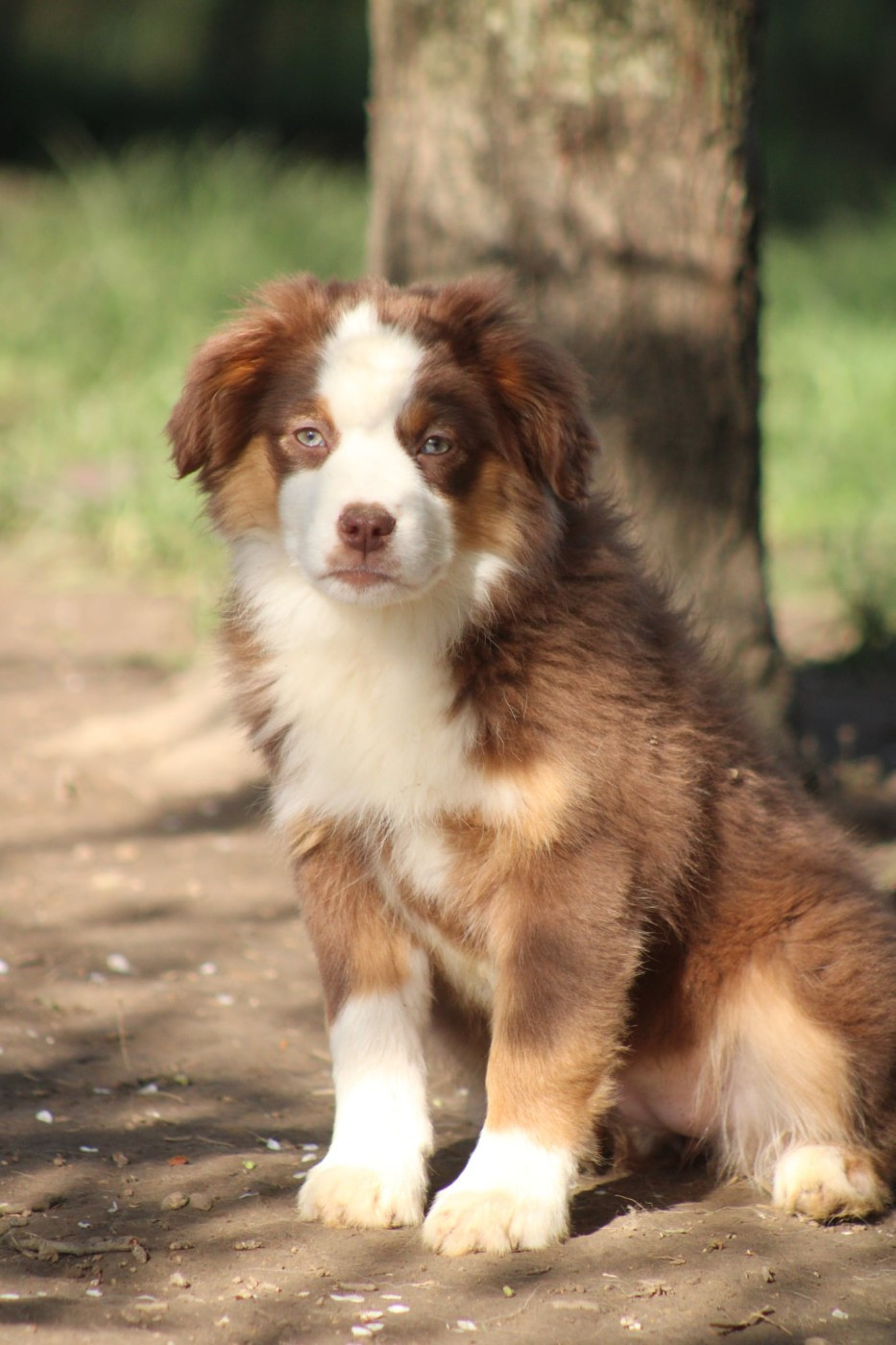 Des Alizes De Maelynn - Chiots disponibles - Berger Américain Miniature 