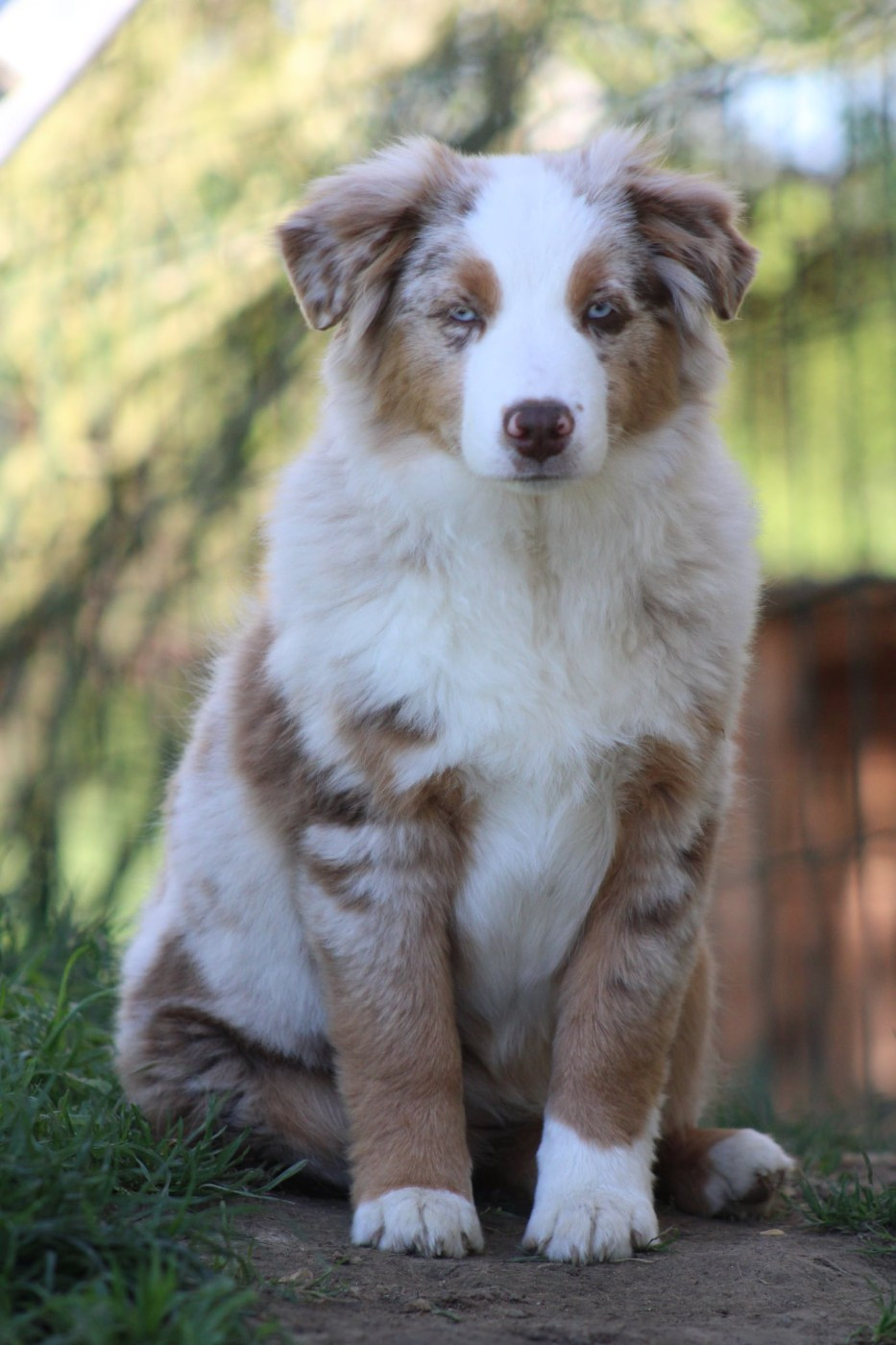 Des Alizes De Maelynn - Chiots disponibles - Berger Américain Miniature 