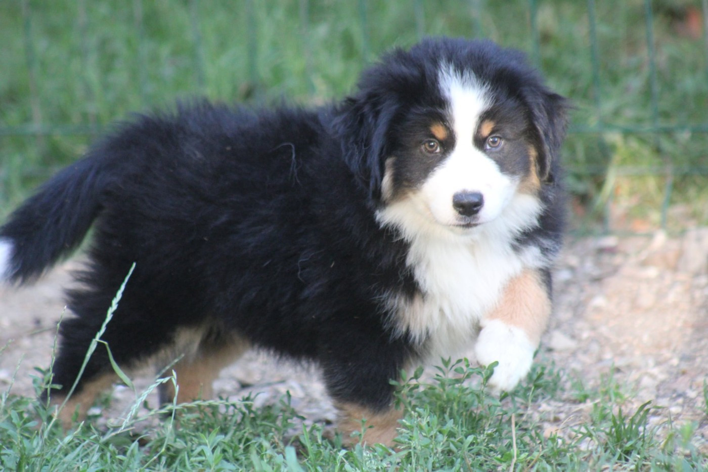Des Alizes De Maelynn - Chiots disponibles - Berger Américain Miniature 