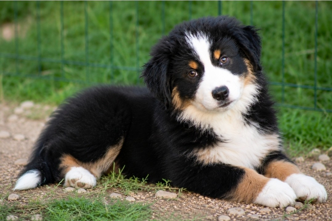 Des Alizes De Maelynn - Chiots disponibles - Berger Américain Miniature 