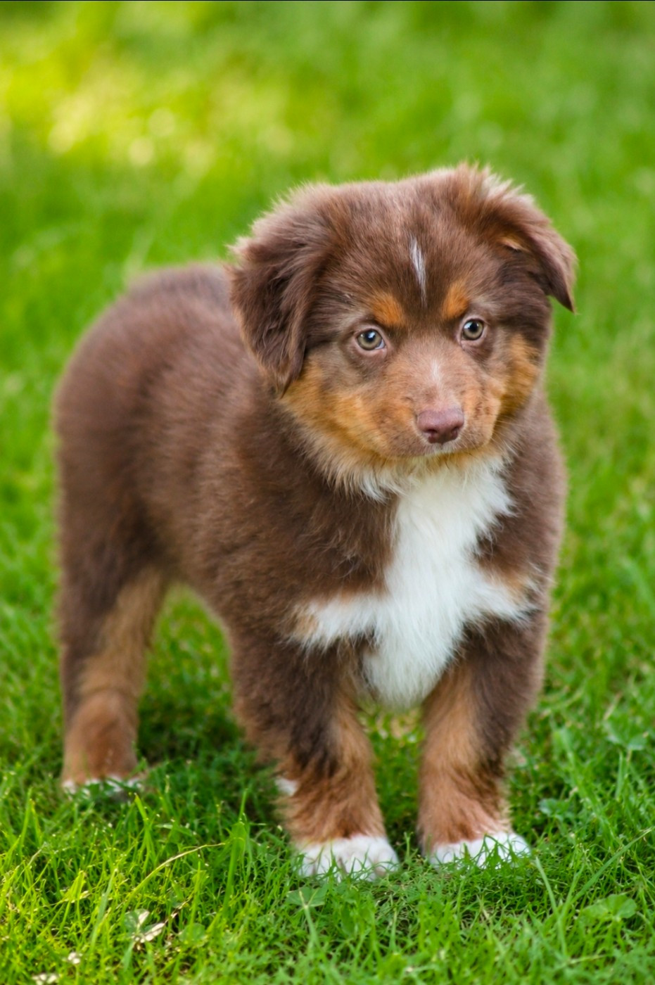 Des Alizes De Maelynn - Chiots disponibles - Berger Américain Miniature 
