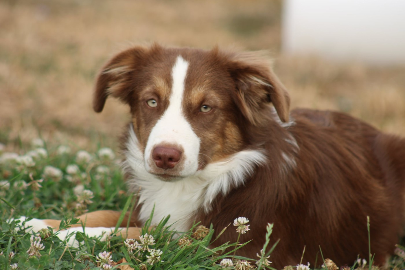 Des Alizes De Maelynn - Chiots disponibles - Berger Américain Miniature 