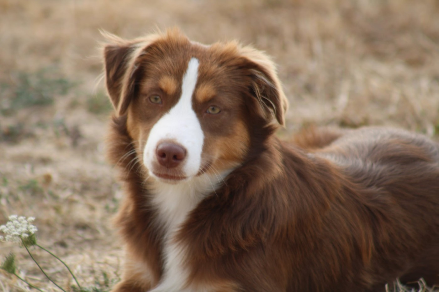 Des Alizes De Maelynn - Chiots disponibles - Berger Américain Miniature 