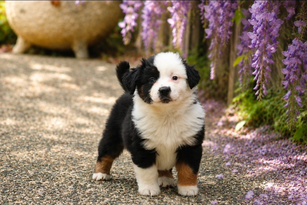 Des Alizes De Maelynn - Chiots disponibles - Berger Américain Miniature 
