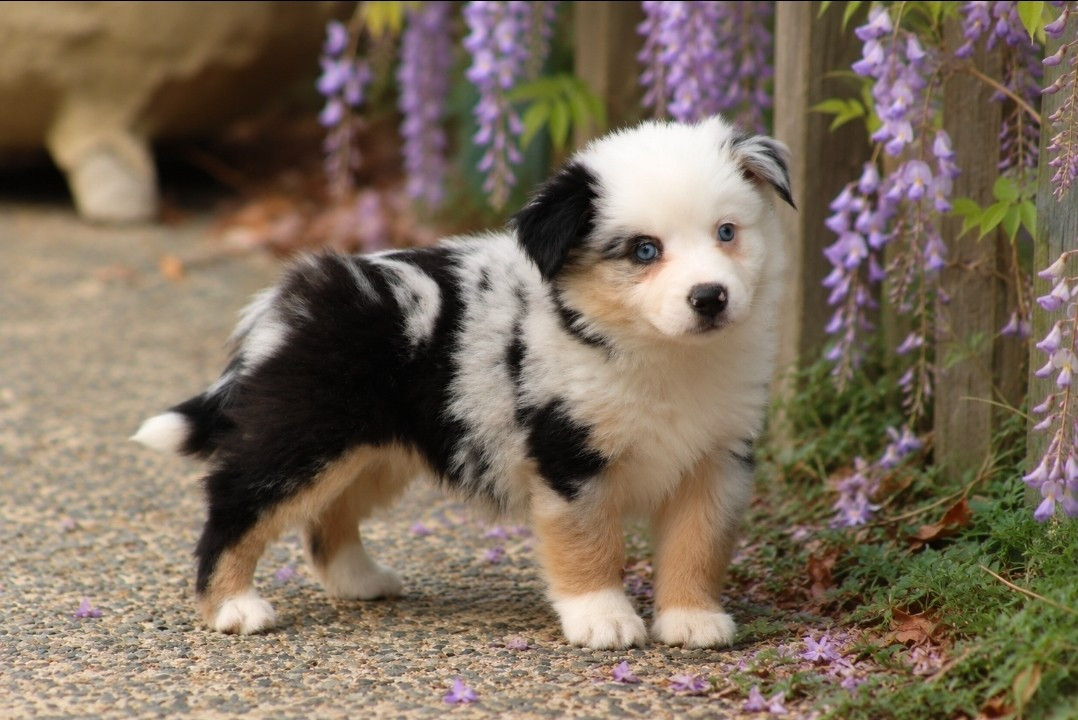 Des Alizes De Maelynn - Chiots disponibles - Berger Américain Miniature 