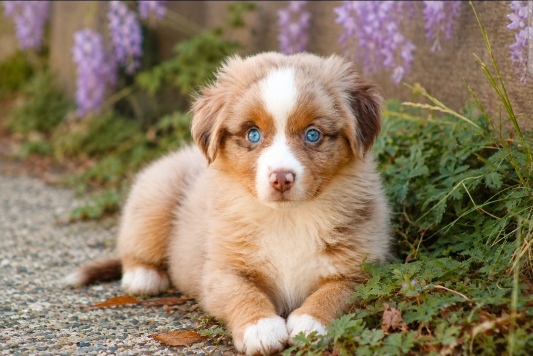 Des Alizes De Maelynn - Chiots disponibles - Berger Américain Miniature 