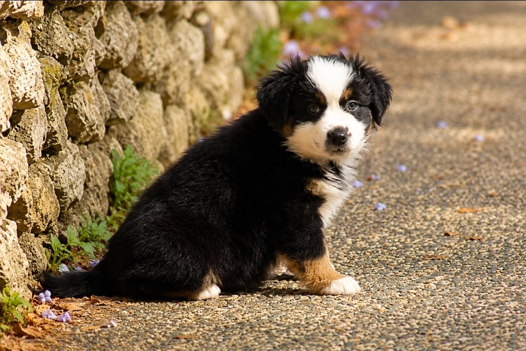 Des Alizes De Maelynn - Chiots disponibles - Berger Américain Miniature 