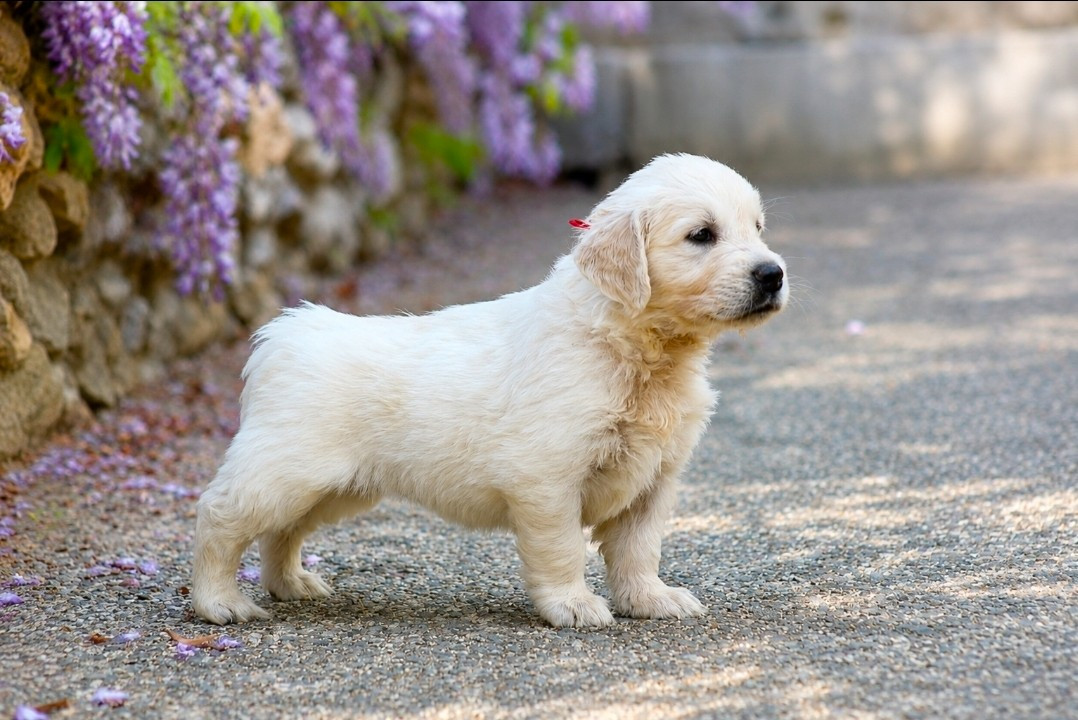 Des Alizes De Maelynn - Chiots disponibles - Golden Retriever