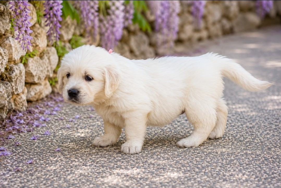 Des Alizes De Maelynn - Chiots disponibles - Golden Retriever