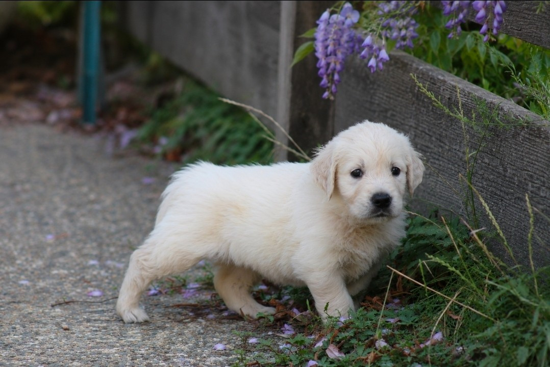 Des Alizes De Maelynn - Chiots disponibles - Golden Retriever