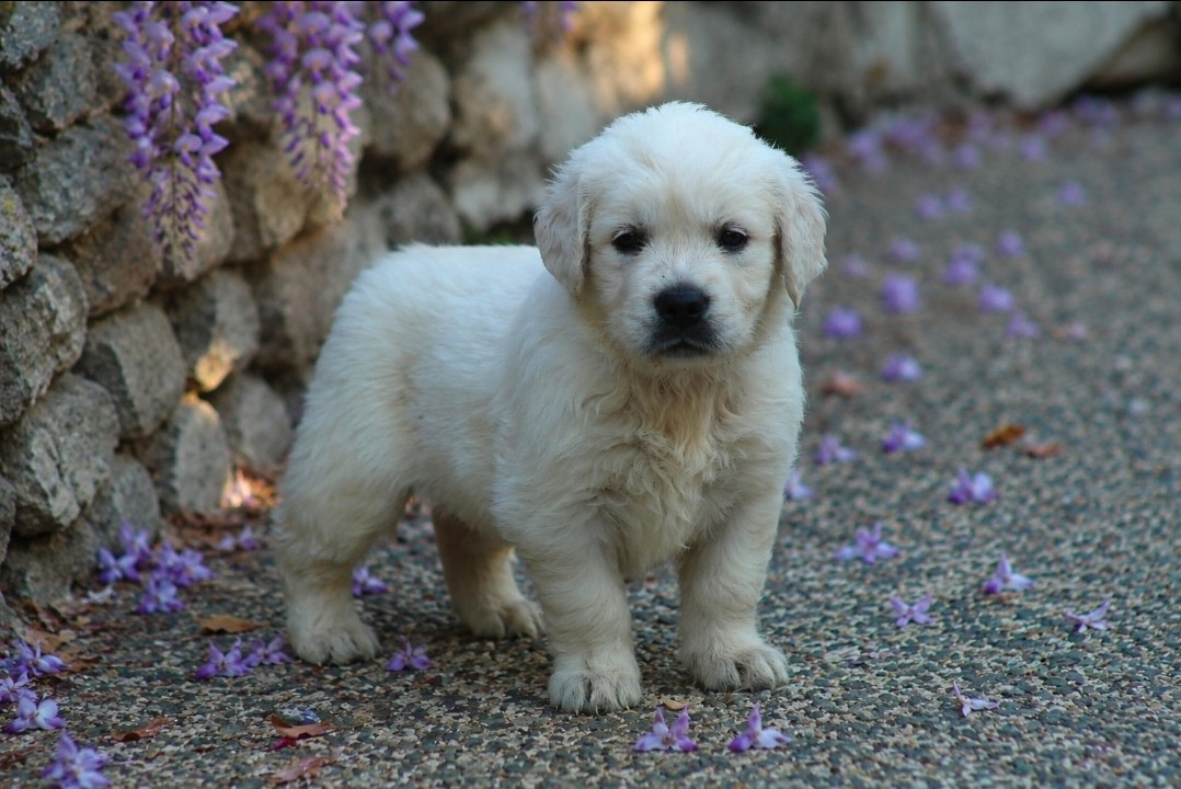 Des Alizes De Maelynn - Chiots disponibles - Golden Retriever