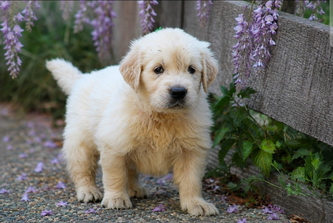 Des Alizes De Maelynn - Chiots disponibles - Golden Retriever