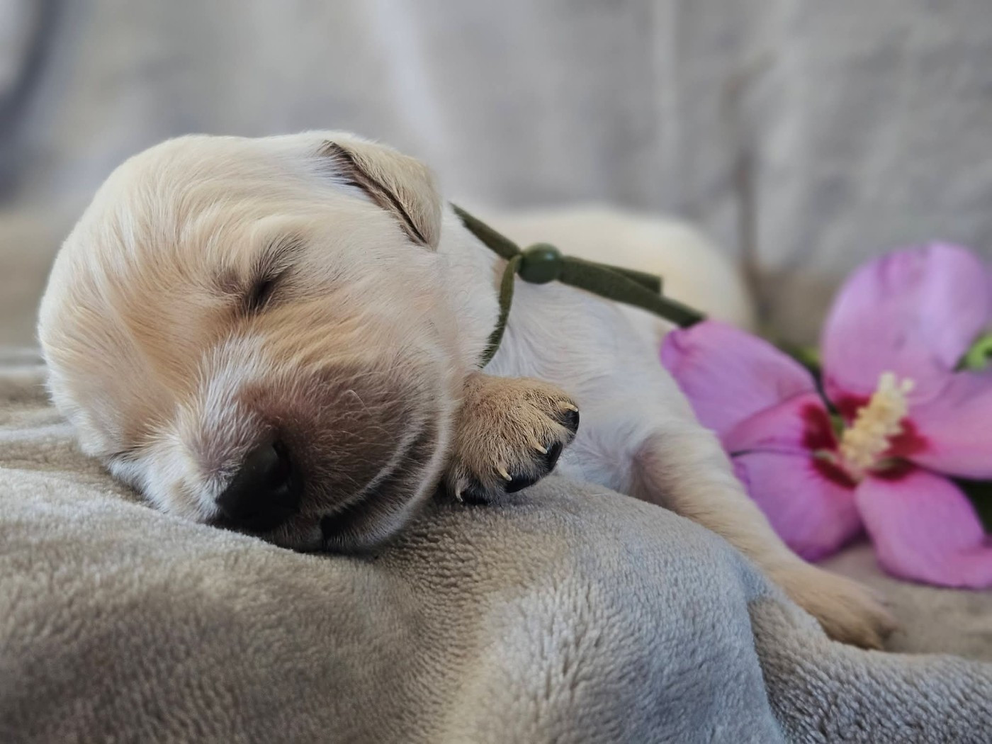 Des Alizes De Maelynn - Chiots disponibles - Golden Retriever