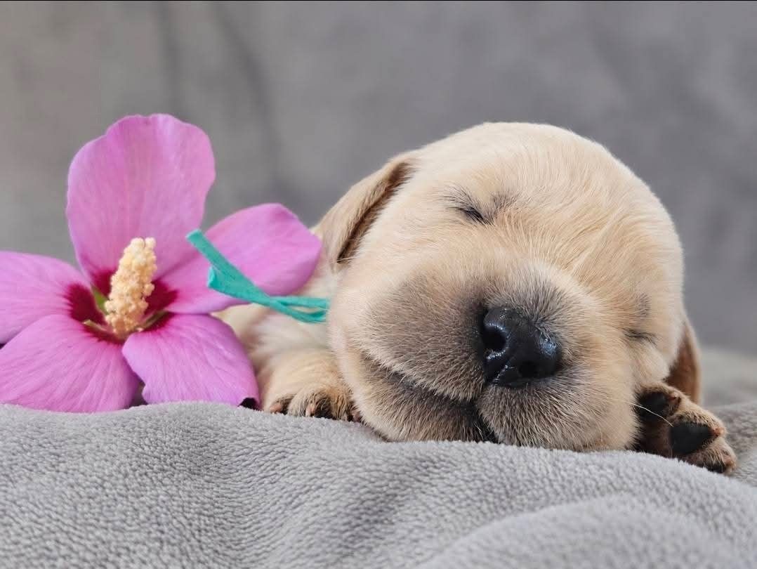Des Alizes De Maelynn - Chiots disponibles - Golden Retriever
