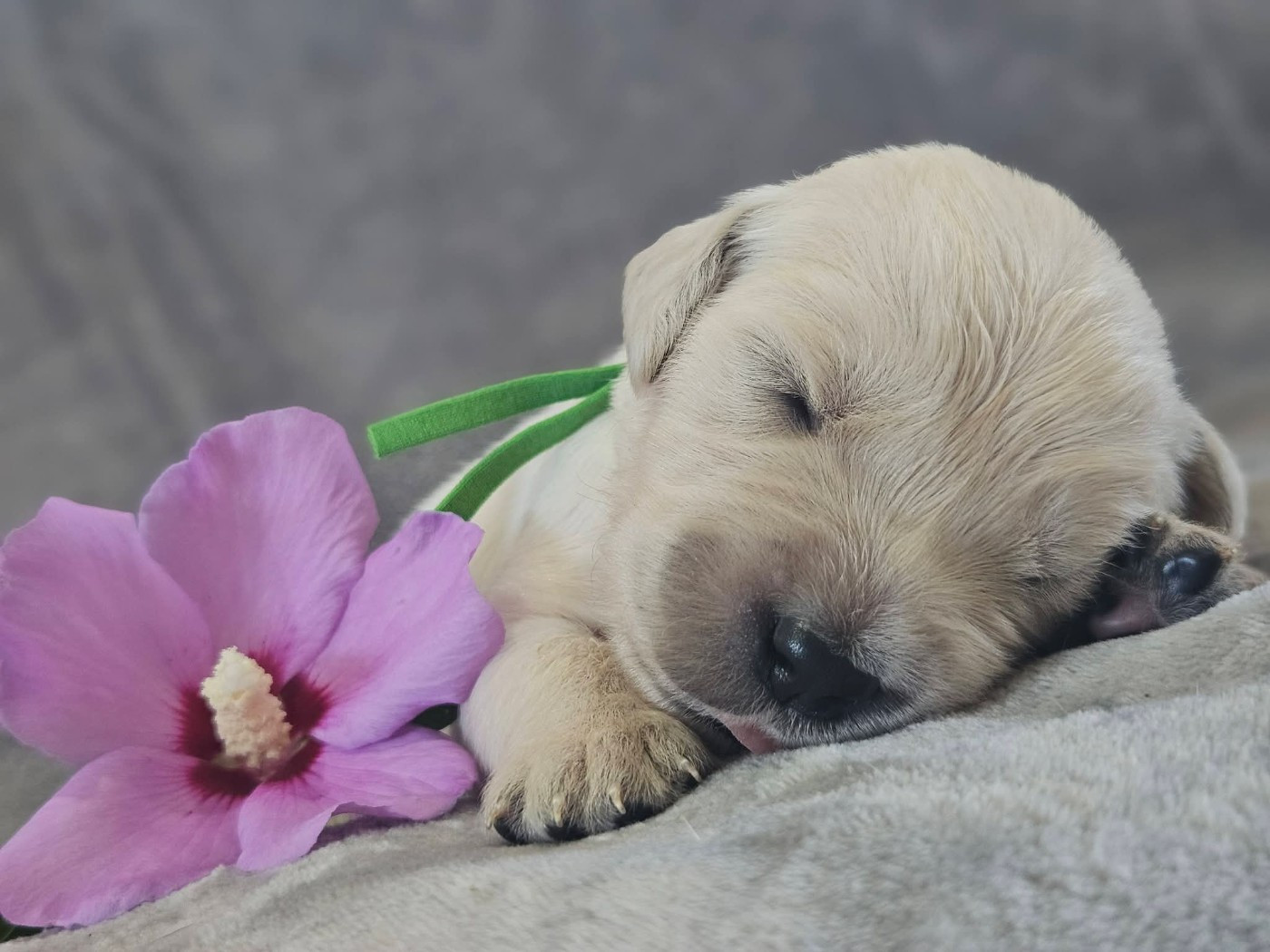 Des Alizes De Maelynn - Chiots disponibles - Golden Retriever