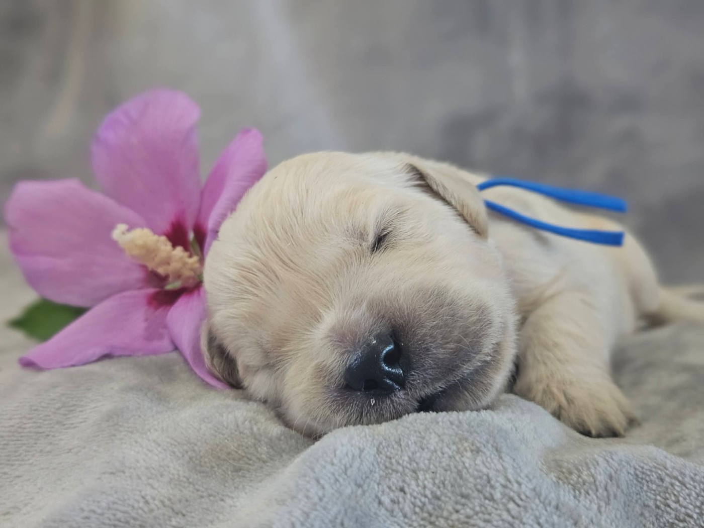 Des Alizes De Maelynn - Chiots disponibles - Golden Retriever
