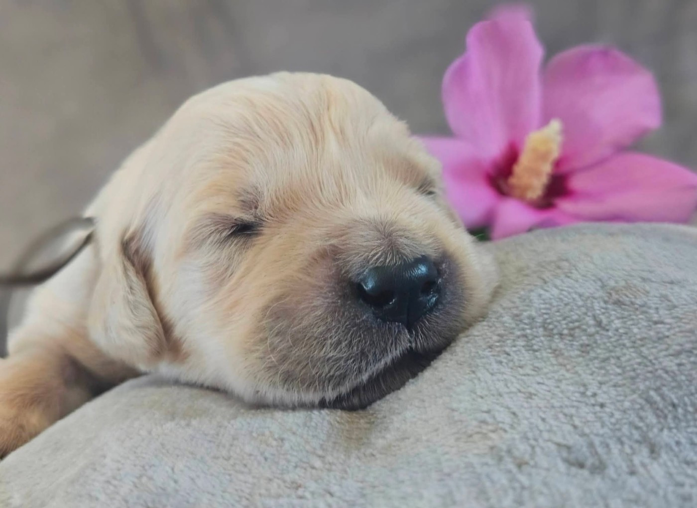 Des Alizes De Maelynn - Chiots disponibles - Golden Retriever