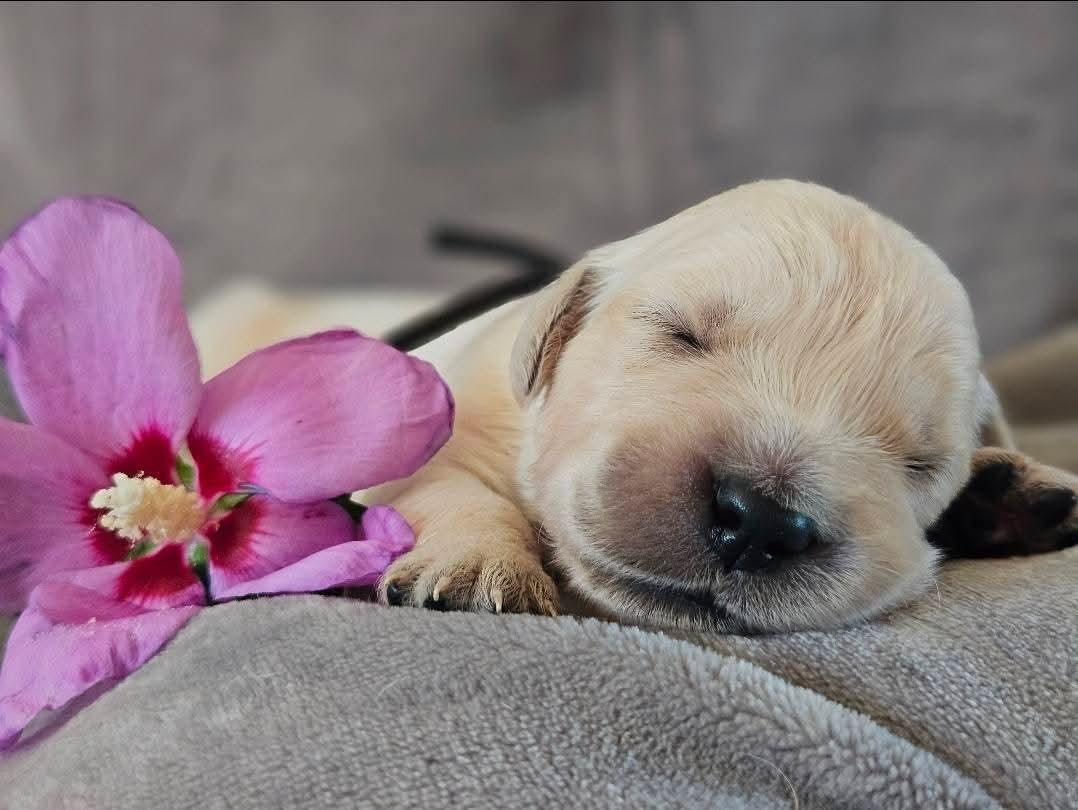 Des Alizes De Maelynn - Chiots disponibles - Golden Retriever