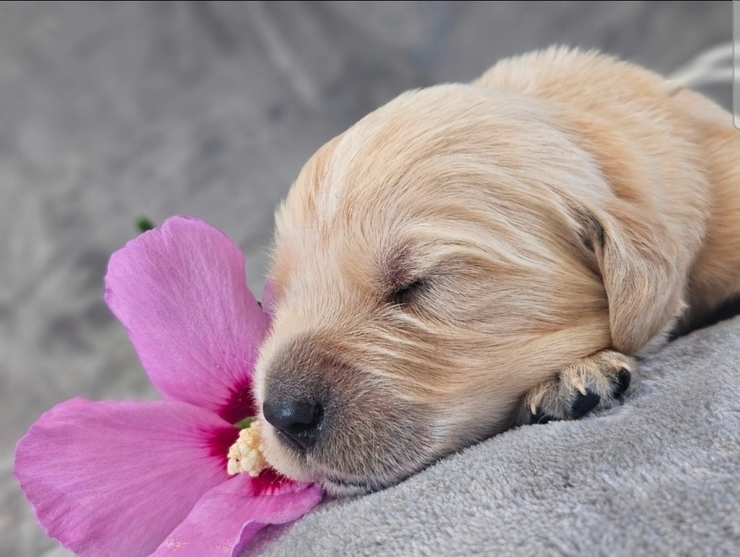 Des Alizes De Maelynn - Chiots disponibles - Golden Retriever