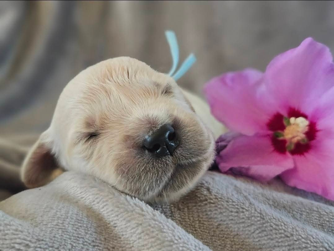 Des Alizes De Maelynn - Chiots disponibles - Golden Retriever