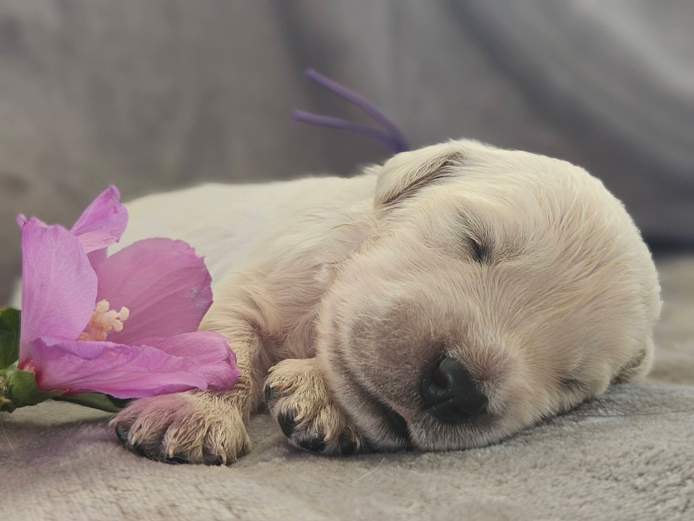 Des Alizes De Maelynn - Chiots disponibles - Golden Retriever