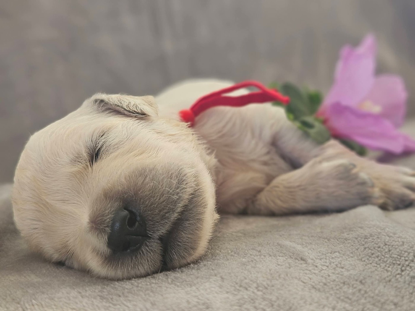Des Alizes De Maelynn - Chiots disponibles - Golden Retriever