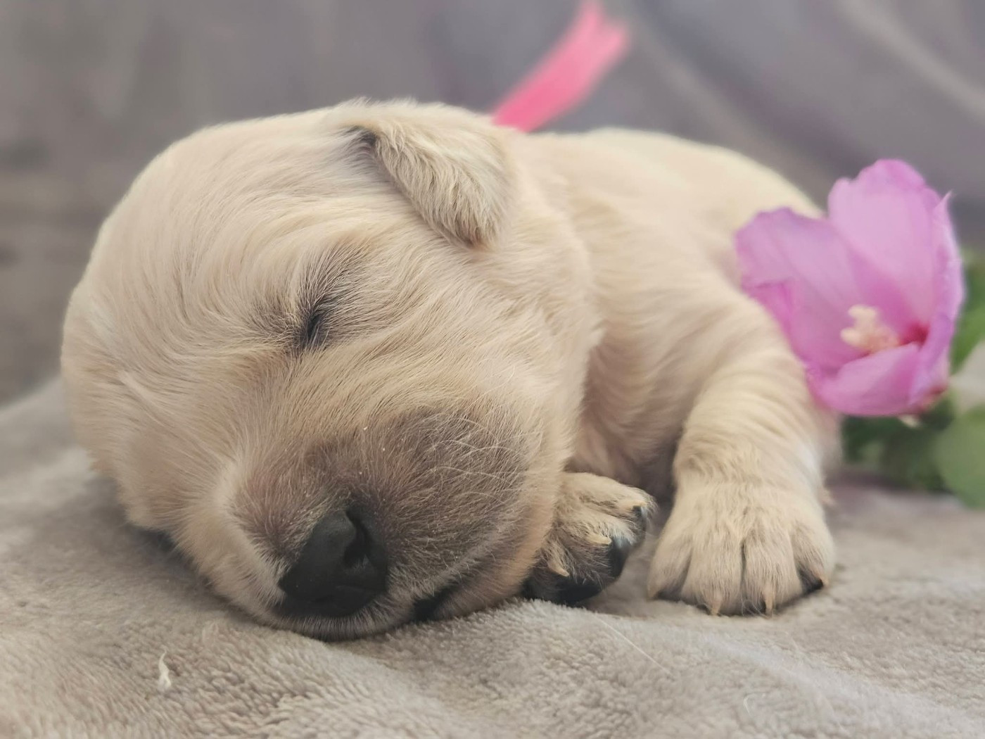 Des Alizes De Maelynn - Chiots disponibles - Golden Retriever