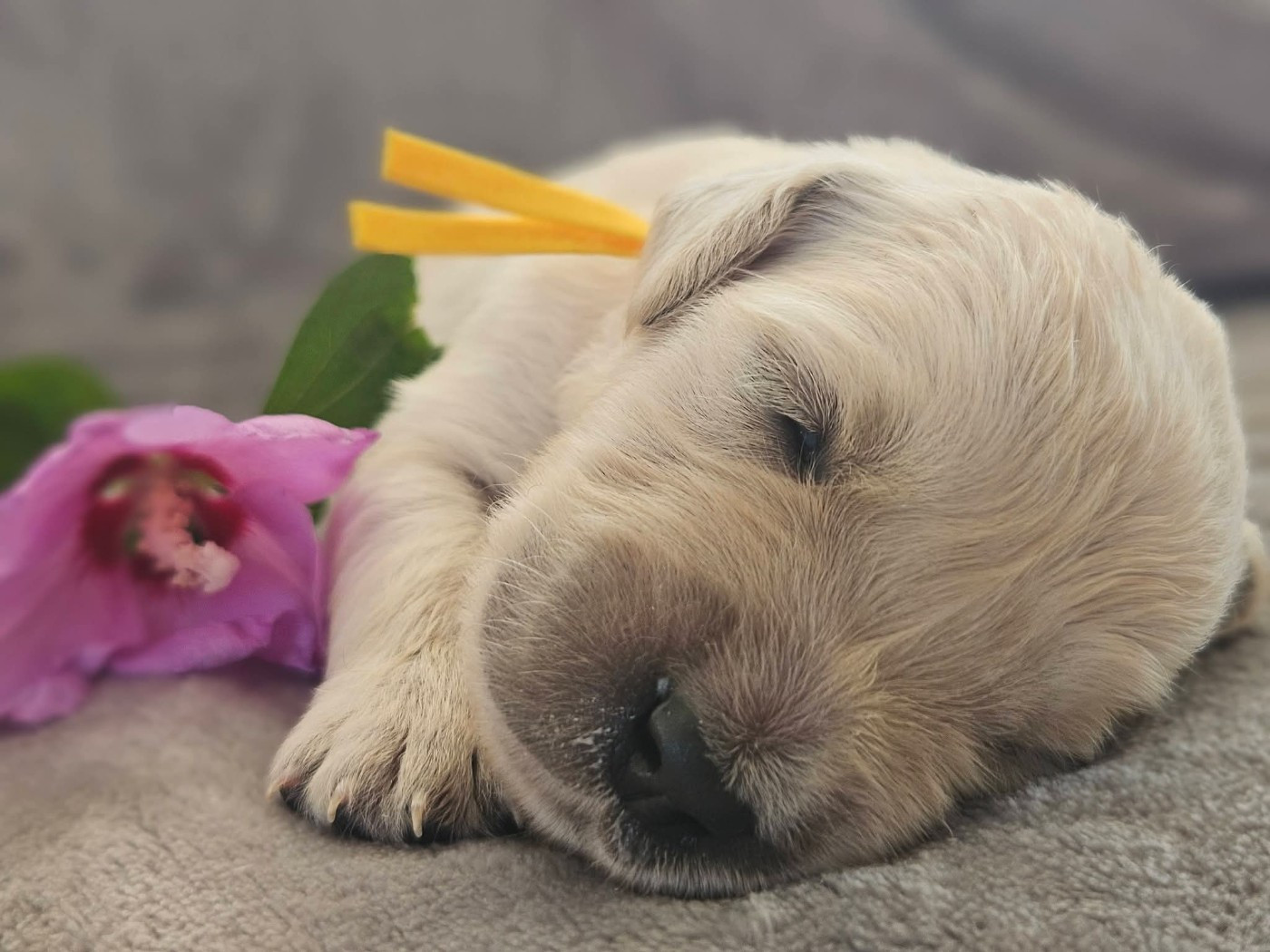 Des Alizes De Maelynn - Chiots disponibles - Golden Retriever
