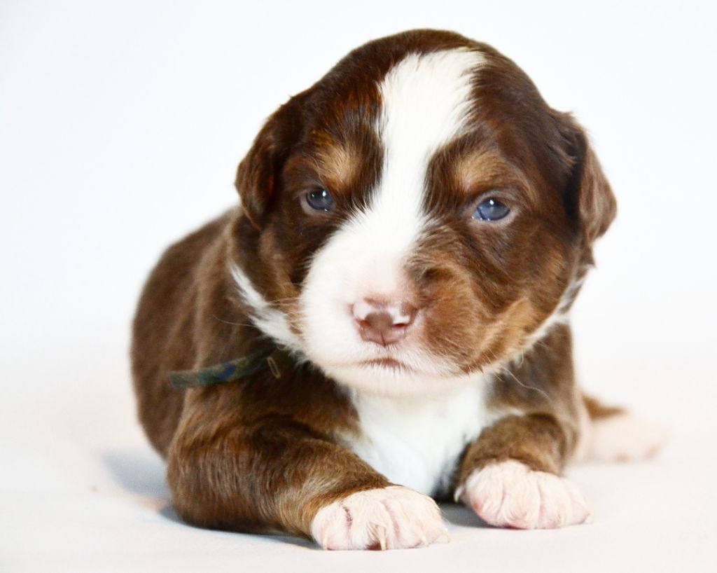 Des Alizes De Maelynn - Chiots disponibles - Berger Américain Miniature 