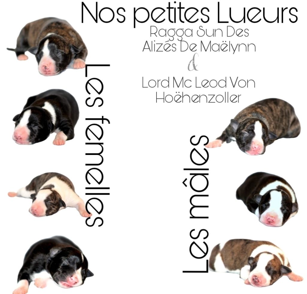 Chiot Whippet Des Alizes De Maelynn